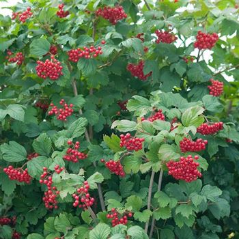 Viburnum_opulus_2007_6685.jpg