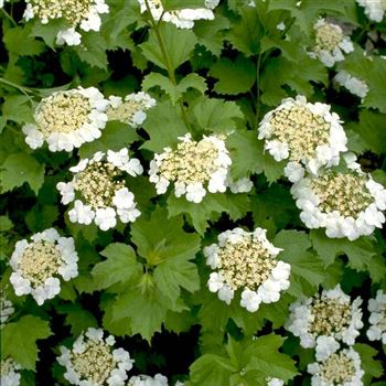 Viburnum_opulus_1998_2126.jpg