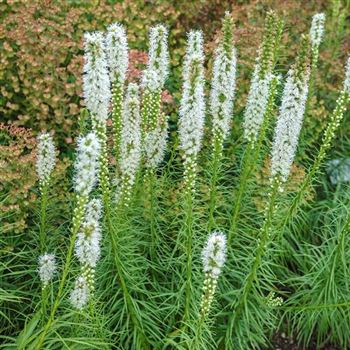 Liatris_spicata_Floristan_Weiss_HRM_Q2.jpg