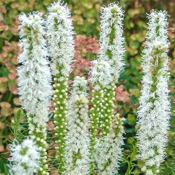 Liatris_spicata_Floristan_Weiss_HRM_Q1.jpg