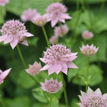 Astrantia_maxima_HRM_Q2.jpg