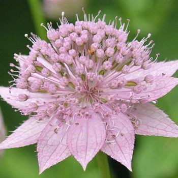 Astrantia_maxima_HRM_Q1.jpg