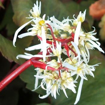 Saxifraga_cortusifolia_var_fortunei_WI_Q1.jpg