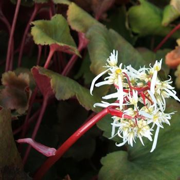 Saxifraga_cortusifolia_var_fortunei_WI_Q2.jpg