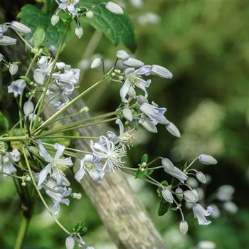 Clematis_Mrs_Robert_Brydon_HRM_Q2.jpg