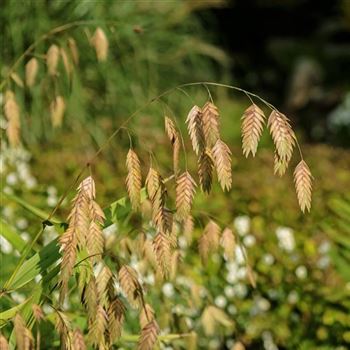 Chasmanthium_latifolium_HRM_Q2.jpg