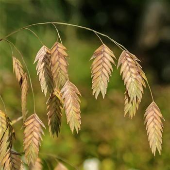 Chasmanthium_latifolium_HRM_Q1.jpg