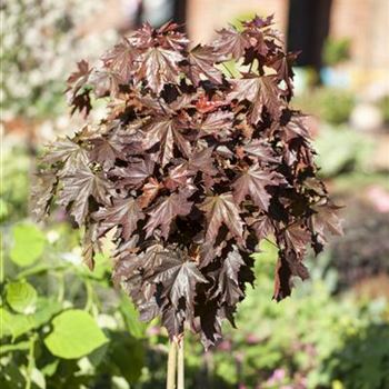 Acer platanoides 'Crimson Sentry'