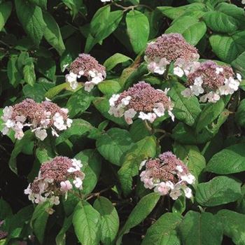 Hydrangea_aspera_subsp_sargentiana_2006-3819.jpg