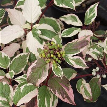 Cornus_alba_Sibirica_Variegata_1990_0171.jpg