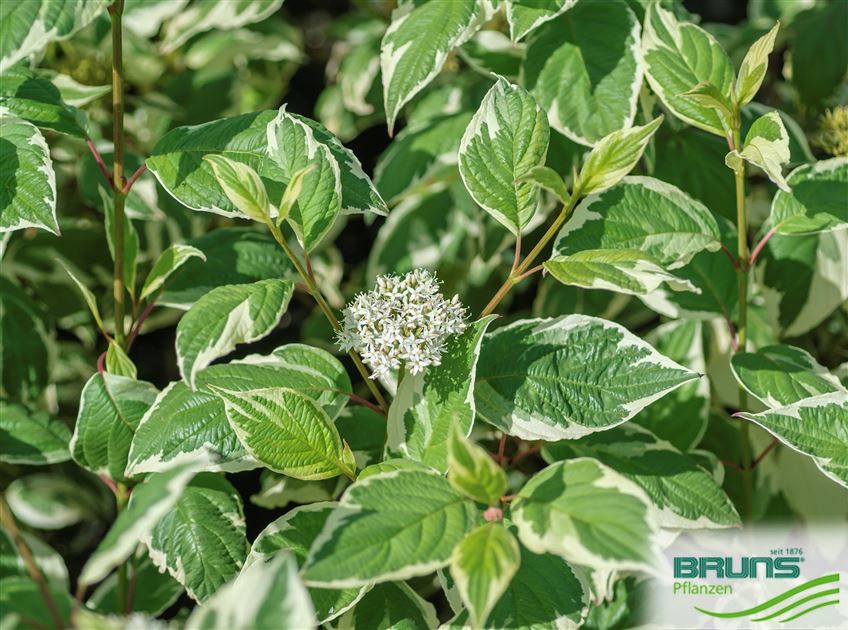 Cornus alba 'Sibirica Variegata' von Bruns Pflanzen