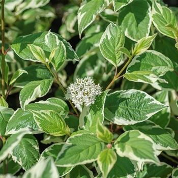 Cornus_alba_Sibirica_Variegata_200_4388.jpg