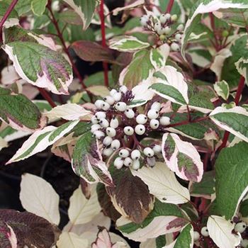 Cornus_alba_Sibirica_Variegata_1990_0174.jpg