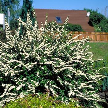 Spiraea_nipponica_2002_0035.jpg