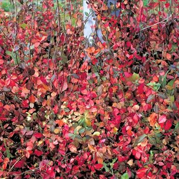 Euonymus_fortunei_Coloratus_2001_4134_b.jpg