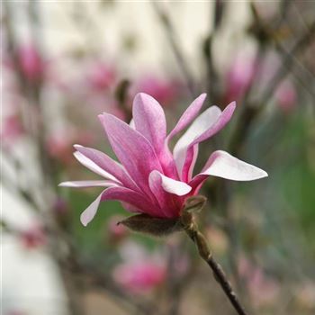 Magnolia_George_Henry_Kern_2009_0586_Q1.jpg