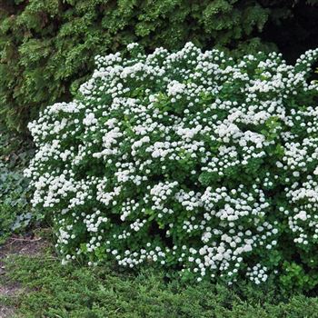 Spiraea_betulifolia_2009_2462.jpg