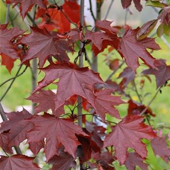 Acer_platanoides_Royal_Red_HRM_1463.jpg