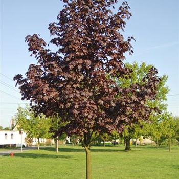 Acer_platanoides_Royal_Red_2008_1945.jpg