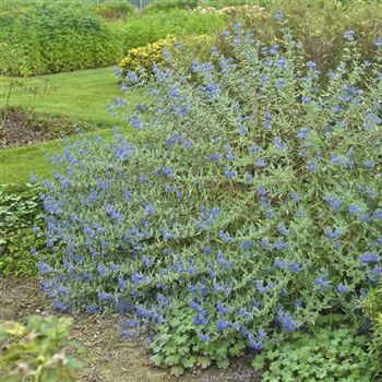 Caryopteris_clandonensis_Heavenly_Blue_2008_7830_Q2.jpg