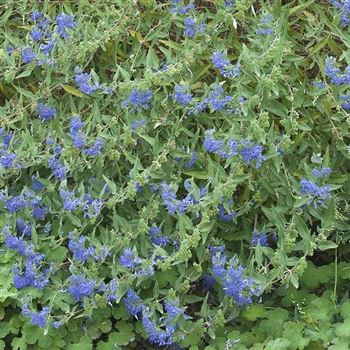 Caryopteris_clandonensis_Heavenly_Blue_2008_7830_Q1.jpg