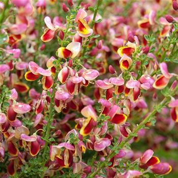 Cytisus_Burkwoodii_2008_3101_q.jpg