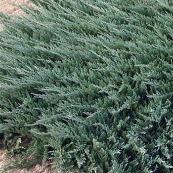 Juniperus_horizontalis_Blue_Chip_2005_5427_b.jpg