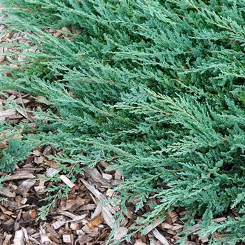 Juniperus_horizontalis_Blue_Chip_2006_5823_q.jpg