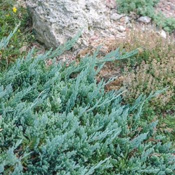 Juniperus_horizontalis_Blue_Chip_2009_6373.jpg