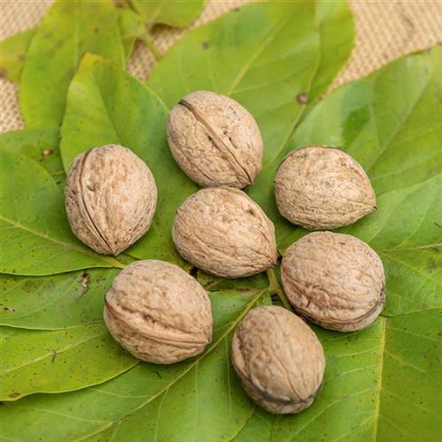 Juglans regia 'Franquette'