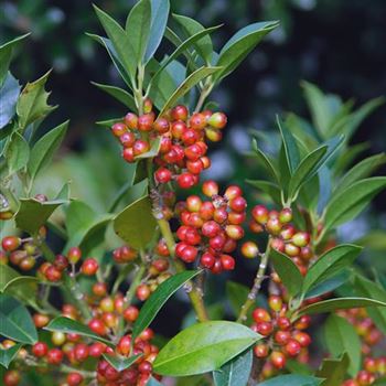 Ilex_aquifolium_Limsi_SIBERIA_HRM_3402.jpg