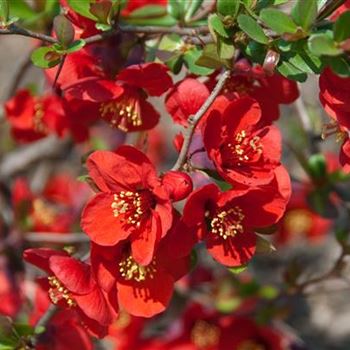 Chaenomeles_superba_Crimson_and_Gold_2009_0898.jpg