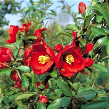 Chaenomeles_superba_Crimson_and_Gold_1999_1800_q.jpg