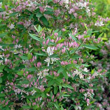 Lonicera_tatarica_2006_1259.jpg