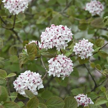 Viburnum_carlesii_2007_0436.jpg