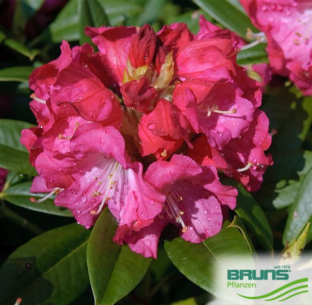 Rhododendron 'Berliner Liebe' von Bruns Pflanzen