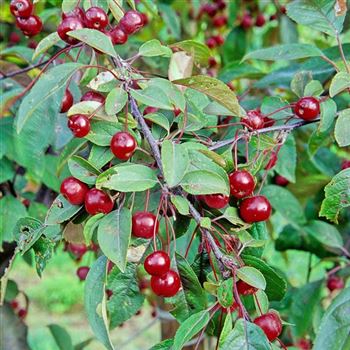 Malus_Coccinella_1999-5627.jpg