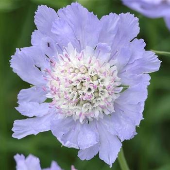 Scabiosa_caucasica_Staefa_HRM_Q1.jpg