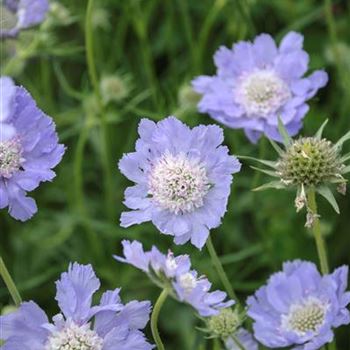 Scabiosa_caucasica_Staefa_HRM_R2.jpg