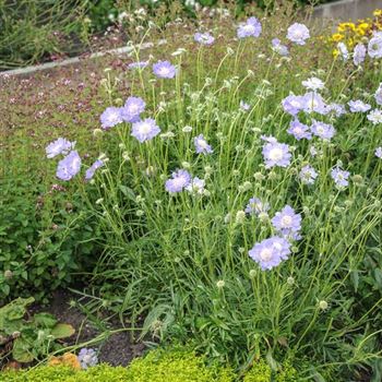 Scabiosa_caucasica_Staefa_HRM_Q3.jpg