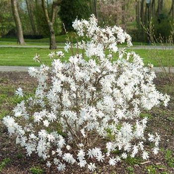 Magnolia_stellata_Royal_Star_2008_1149.jpg