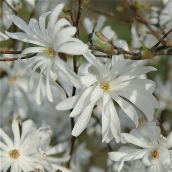 Magnolia_stellata_Royal_Star_2008_1150.jpg