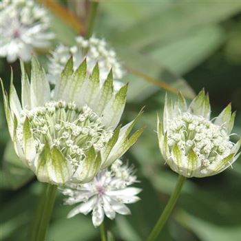 Astrantia_major_HRM_Q1.jpg