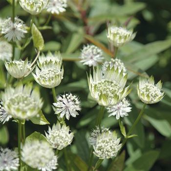 Astrantia_major_HRM_Q2.jpg