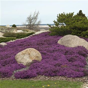 Erica_carnea_Wintersonne_2010_0412_q.jpg