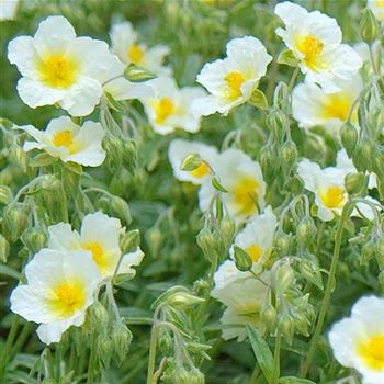 Helianthemum_Eisbaer_HRM_Q1.jpg