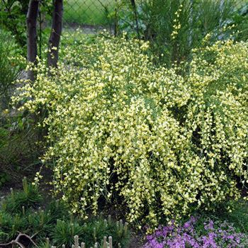 Cytisus_praecox_2006_1078_q.jpg