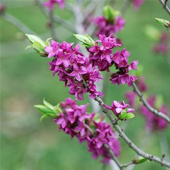 Daphne_mezereum_Rubra_Select_2008_0644.jpg