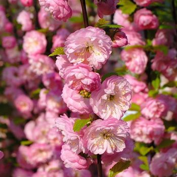 Prunus_triloba_2006_0667.jpg