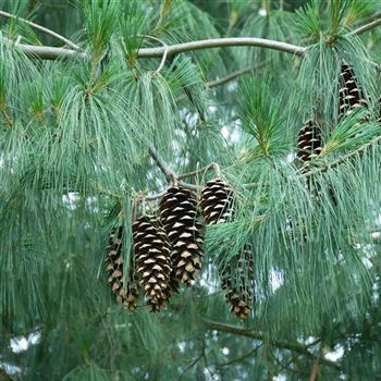 Pinus_wallichiana_2007_1576.jpg